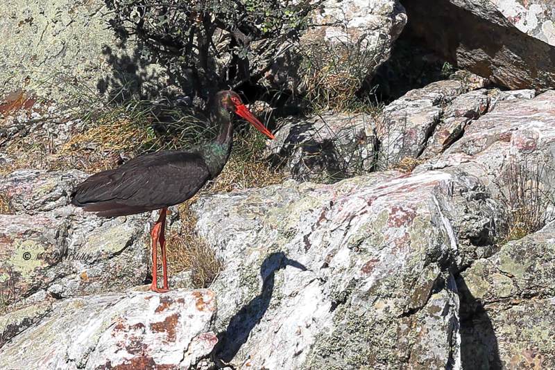 BR8A7492-Zwarte-Ooievaar-Black-Stork-Schwarzstorch-Cigogne-noire-Ciguena-negra_1