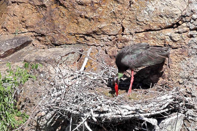 BR8A7661-Zwarte-Ooievaar-Black-Stork-Schwarzstorch-Cigogne-noire-Ciguena-negra_1