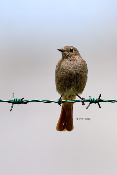 B65A1984-Zwarte-Roodstaart-Black-Redstart-Hausrotschwanz-Rougequeue-noir-Colirrojo-tizon_1