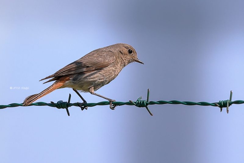 B65A2084-Zwarte-Roodstaart-Black-Redstart-Hausrotschwanz-Rougequeue-noir-Colirrojo-tizon_1