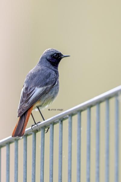 BR8A0554-Zwarte-Roodstaart-Black-Redstart-Hausrotschwanz-Rougequeue-noir-Colirrojo-tizon_1
