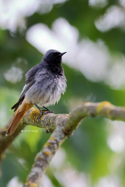 BR8A0557-Zwarte-Roodstaart-Black-Redstart-Hausrotschwanz-Rougequeue-noir-Colirrojo-tizon_1