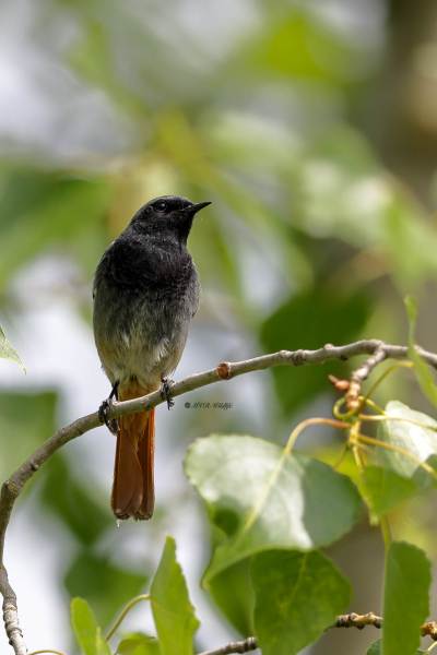 BR8A0632-Zwarte-Roodstaart-Black-Redstart-Hausrotschwanz-Rougequeue-noir-Colirrojo-tizon_1