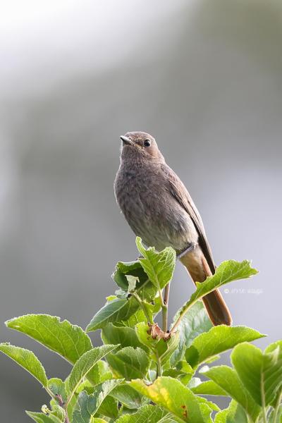 BR8A4639-Zwarte-Roodstaart-Black-Redstart-Hausrotschwanz-Rougequeue-noir-Colirrojo-tizon_1