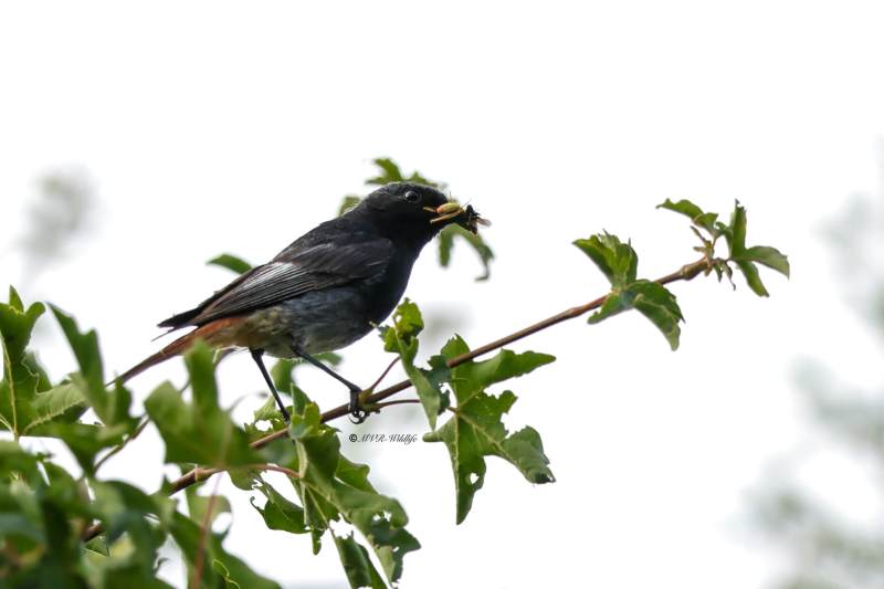 BR8A4654-Zwarte-Roodstaart-Black-Redstart-Hausrotschwanz-Rougequeue-noir-Colirrojo-tizon_1