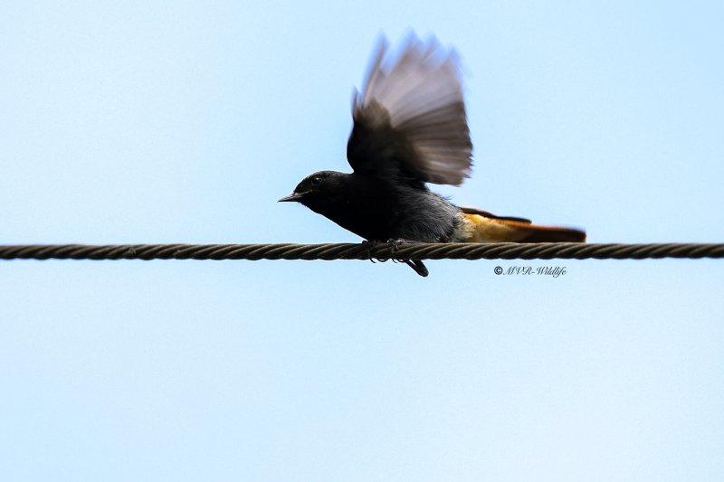 BR8A4673-Zwarte-Roodstaart-Black-Redstart-Hausrotschwanz-Rougequeue-noir-Colirrojo-tizon_1