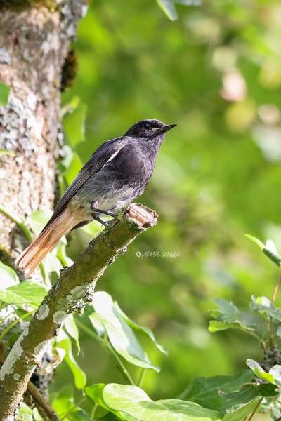 BR8A4723-Zwarte-Roodstaart-Black-Redstart-Hausrotschwanz-Rougequeue-noir-Colirrojo-tizon_1