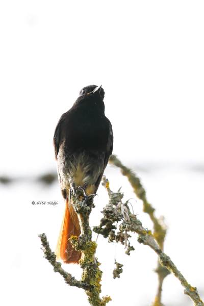 BR8A4756-Zwarte-Roodstaart-Black-Redstart-Hausrotschwanz-Rougequeue-noir-Colirrojo-tizon_1
