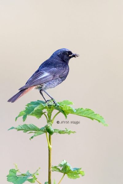 BR8A4767-Zwarte-Roodstaart-Black-Redstart-Hausrotschwanz-Rougequeue-noir-Colirrojo-tizon_1