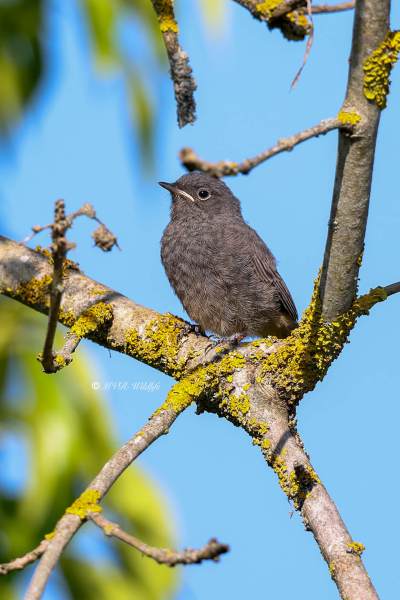 BR8A4806-Zwarte-Roodstaart-Black-Redstart-Hausrotschwanz-Rougequeue-noir-Colirrojo-tizon_1