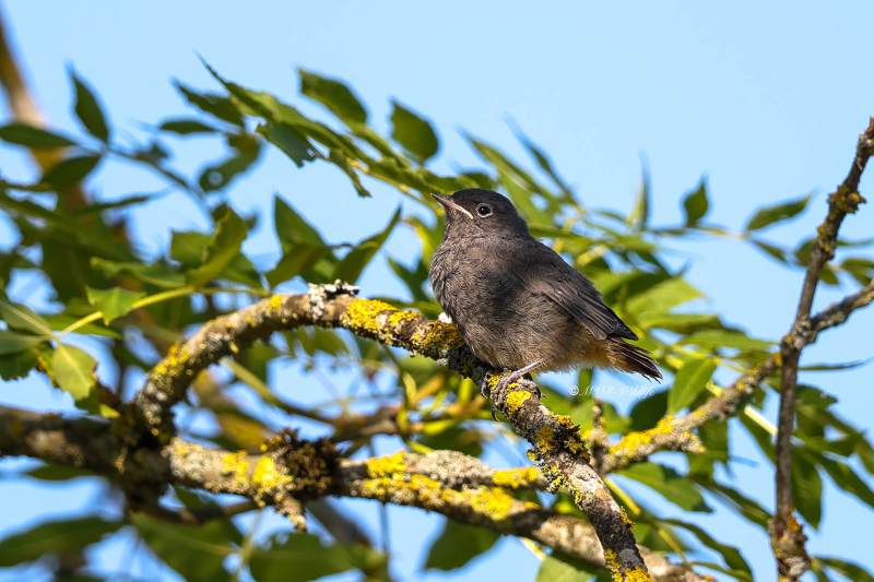 BR8A4856-Zwarte-Roodstaart-Black-Redstart-Hausrotschwanz-Rougequeue-noir-Colirrojo-tizon_1