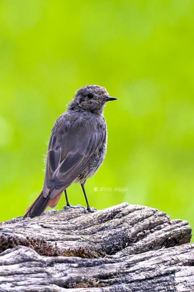 BR8A6314-Zwarte-Roodstaart-Black-Redstart-Hausrotschwanz-Rougequeue-noir-Colirrojo-tizon_1