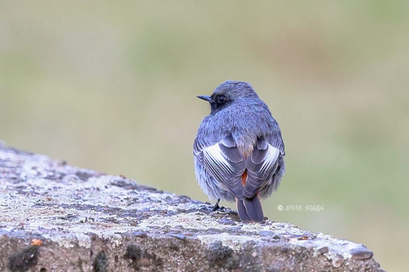 BR8A9003-Zwarte-Roodstaart-Black-Redstart-Hausrotschwanz-Rougequeue-noir-Colirrojo-tizon_1
