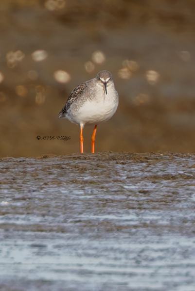 BR8A1769-Zwarte-Ruiter-Tringa-erythropus-Spotted-Redshank-Dunkelwasserlaufer-Chevalier-arlequin-Archibebe-oscuro_1