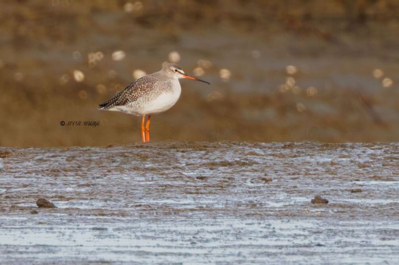 BR8A1795-Zwarte-Ruiter-Tringa-erythropus-Spotted-Redshank-Dunkelwasserlaufer-Chier-arlequin-Archibebe-oscuro_1
