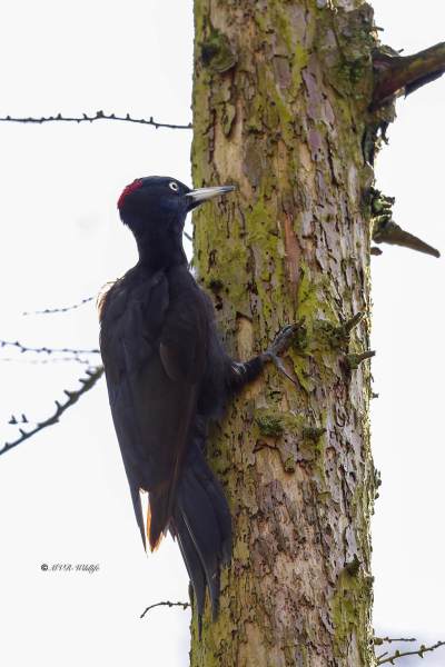 BR8A2070-Zwarte-Specht-Dryocopus-martius-Black-Woodpecker-Schwarzspecht-Pic-noir-Picamaderos-negro_1