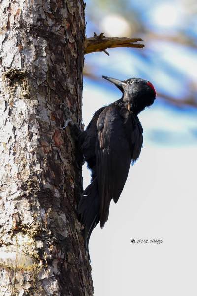 BR8A2095-Zwarte-Specht-Dryocopus-martius-Black-Woodpecker-Schwarzspecht-Pic-noir-Picamaderos-negro_1