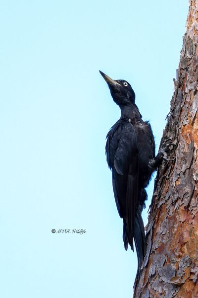 BR8A2208-Zwarte-Specht-Dryocopus-martius-Black-Woodpecker-Schwarzspecht-Pic-noir-Picamaderos-negro_1