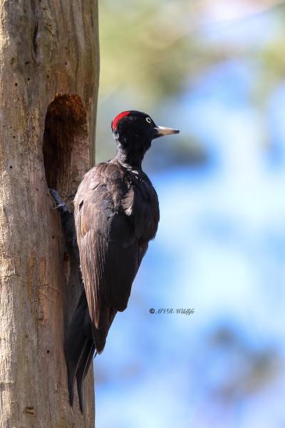 BR8A2306-Zwarte-Specht-Dryocopus-martius-Black-Woodpecker-Schwarzspecht-Pic-noir-Picamaderos-negro_1