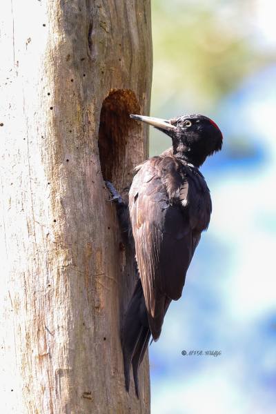 BR8A2322-Zwarte-Specht-Dryocopus-martius-Black-Woodpecker-Schwarzspecht-Pic-noir-Picamaderos-negro_1