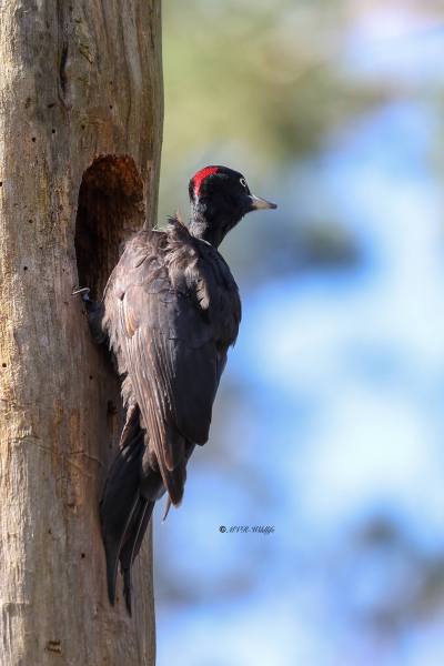 BR8A2417-Zwarte-Specht-Dryocopus-martius-Black-Woodpecker-Schwarzspecht-Pic-noir-Picamaderos-negro_1