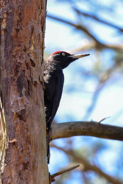BR8A2562-Zwarte-Specht-Dryocopus-martius-Black-Woodpecker-Schwarzspecht-Pic-noir-Picamaderos-negro_1