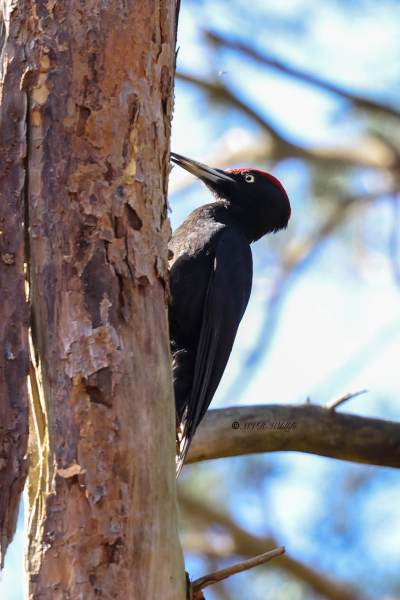 BR8A2573-Zwarte-Specht-Dryocopus-martius-Black-Woodpecker-Schwarzspecht-Pic-noir-Picamaderos-negro_1