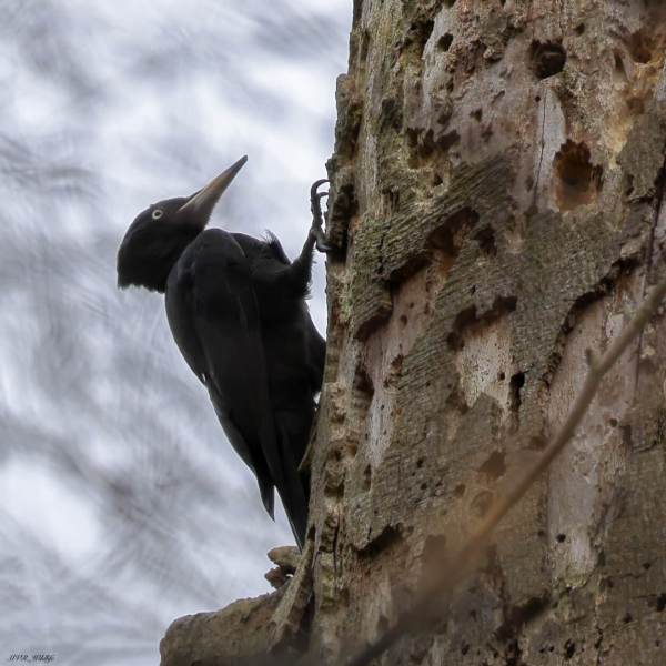 BR8A5634-Zwarte-Specht-Dryocopus-martius-Black-Woodpecker-Schwarzspecht-Pic-noir-Picamaderos-negro_1