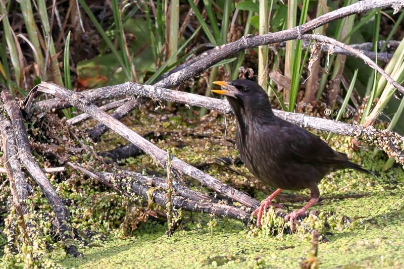 BR8A4049-Zwarte-spreeuw-Spotless-Starling-Schwarzer-Star-Etourneau-unicolore-Estornino-negro_1