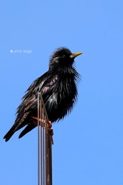 BR8A6292-Zwarte-spreeuw-Spotless-Starling-Schwarzer-Star-Etourneau-unicolore-Estornino-negro_1