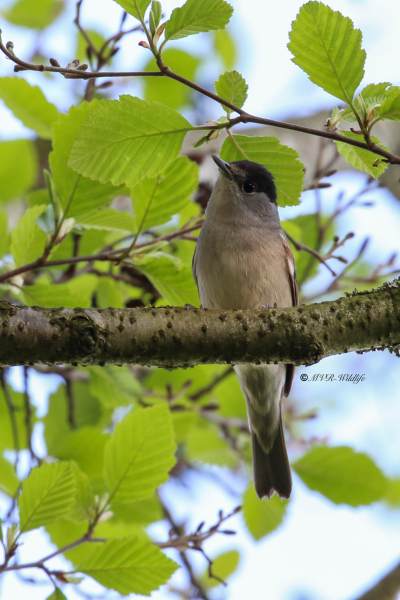 177A3727-Zwartkop-Blackcap-Monchsgrasmucke-Fauvette-a-tete-noire-Curruca-capirotada_1