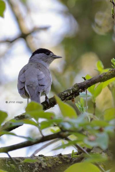 177A4049-Zwartkop-Blackcap-Monchsgrasmucke-Fauvette-a-tete-noire-Curruca-capirotada_1