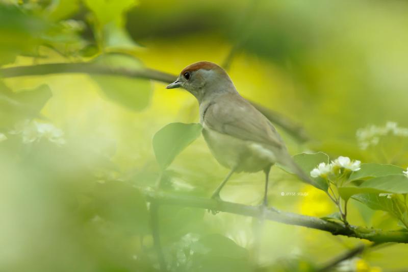 B65A3493-Zwartkop-Blackcap-Monchsgrasmucke-Fauvette-a-tete-noire-Curruca-capirotada_1