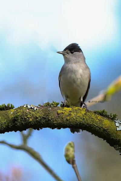 B65A8803-Zwartkop-Blackcap-Monchsgrasmucke-Fauvette-a-tete-noire-Curruca-capirotada_1