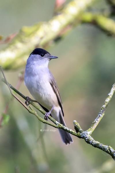 B65A8835-Zwartkop-Blackcap-Monchsgrasmucke-Fauvette-a-tete-noire-Curruca-capirotada_1