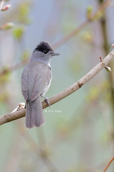 BR8A6121-Zwartkop-Blackcap-Monchsgrasmucke-Fauvette-a-tete-noire-Curruca-capirotada_1
