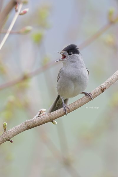 BR8A6128-Zwartkop-Blackcap-Monchsgrasmucke-Fauvette-a-tete-noire-Curruca-capirotada_1