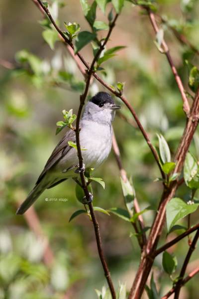 BR8A6729-Zwartkop-Blackcap-Monchsgrasmucke-Fauvette-a-tete-noire-Curruca-capirotada_1