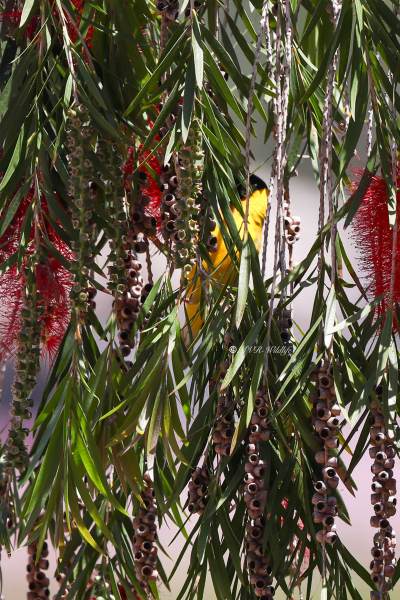 BR8A6227-Zwartkopwever-Ploceus-melanocephalus-Black-headed-Weaver-Schwarzkopfweber-Tisserin-a-tete-noire-Tejedor-cabecinegro_1
