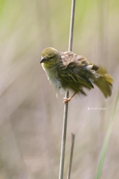 BR8A6351-Zwartkopwever-Ploceus-melanocephalus-Black-headed-Weaver-Schwarzkopfweber-Tisserin-a-tete-noire-Tejedor-cabecinegro_1