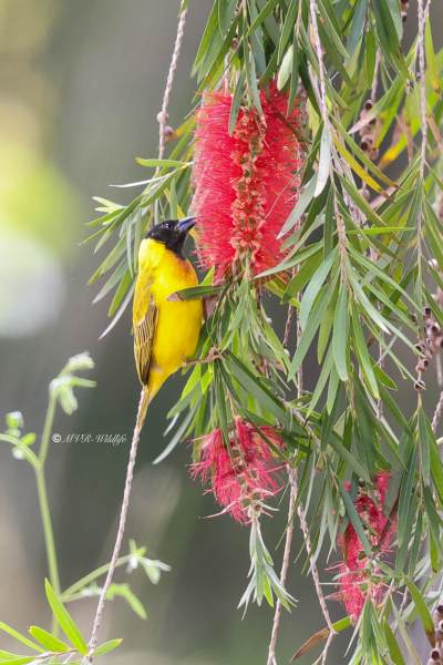 BR8A6359-Zwartkopwever-Ploceus-melanocephalus-Black-headed-Weaver-Schwarzkopfweber-Tisserin-a-tete-noire-Tejedor-cabecinegro_1