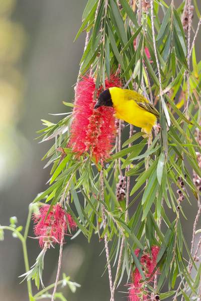 BR8A6361-Zwartkopwever-Ploceus-melanocephalus-Black-headed-Weaver-Schwarzkopfweber-Tisserin-a-tete-noire-Tejedor-cabecinegro_1
