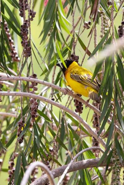 BR8A6364-Zwartkopwever-Ploceus-melanocephalus-Black-headed-Weaver-Schwarzkopfweber-Tisserin-a-tete-noire-Tejedor-cabecinegro_1