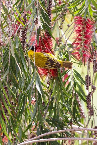 BR8A6383-Zwartkopwever-Ploceus-melanocephalus-Black-headed-Weaver-Schwarzkopfweber-Tisserin-a-tete-noire-Tejedor-cabecinegro_1