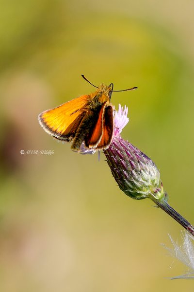 B65A6272-Zwartsprietdikkopje-Thymelicus-Lineola-Essex-Skipper-Schwarzkolbiger-Dickkopffalter-Le-Ligne_1