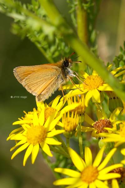 B65A6277-Zwartsprietdikkopje-Thymelicus-Lineola-Essex-Skipper-Schwarzkolbiger-Dickkopffalter-Le-Ligne_1