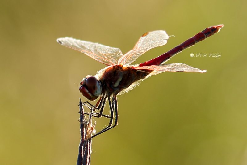 77A2310-Zwervende-heidelibel-Sympetrum-fonscolombii-Red-veined-Darter-Fruhe-Heidelibelle-Sympetrum-a-nervures-rouges_1