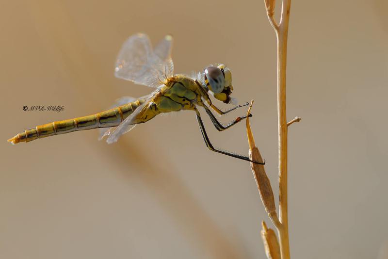 B65A5632-Zwervende-heidelibel-Sympetrum-fonscolombii-Red-veined-Darter-Fruhe-Heidelibelle-Sympetrum-a-nervures-rouges_1