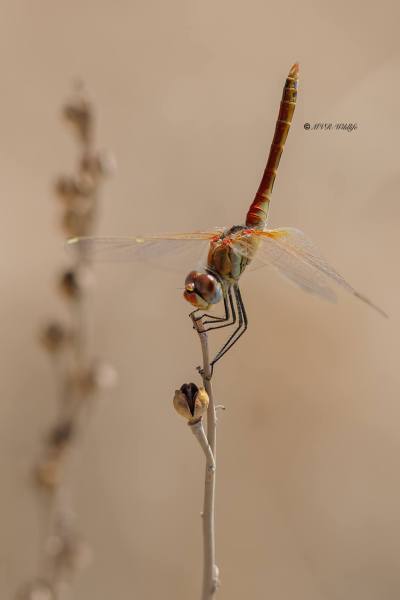 B65A5662-Zwervende-heidelibel-Sympetrum-fonscolombii-Red-veined-Darter-Fruhe-Heidelibelle-Sympetrum-a-nervures-rouges_1
