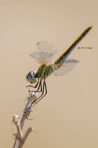B65A5667-Zwervende-heidelibel-Sympetrum-fonscolombii-Red-veined-Darter-Fruhe-Heidelibelle-Sympetrum-a-nervures-rouges_1